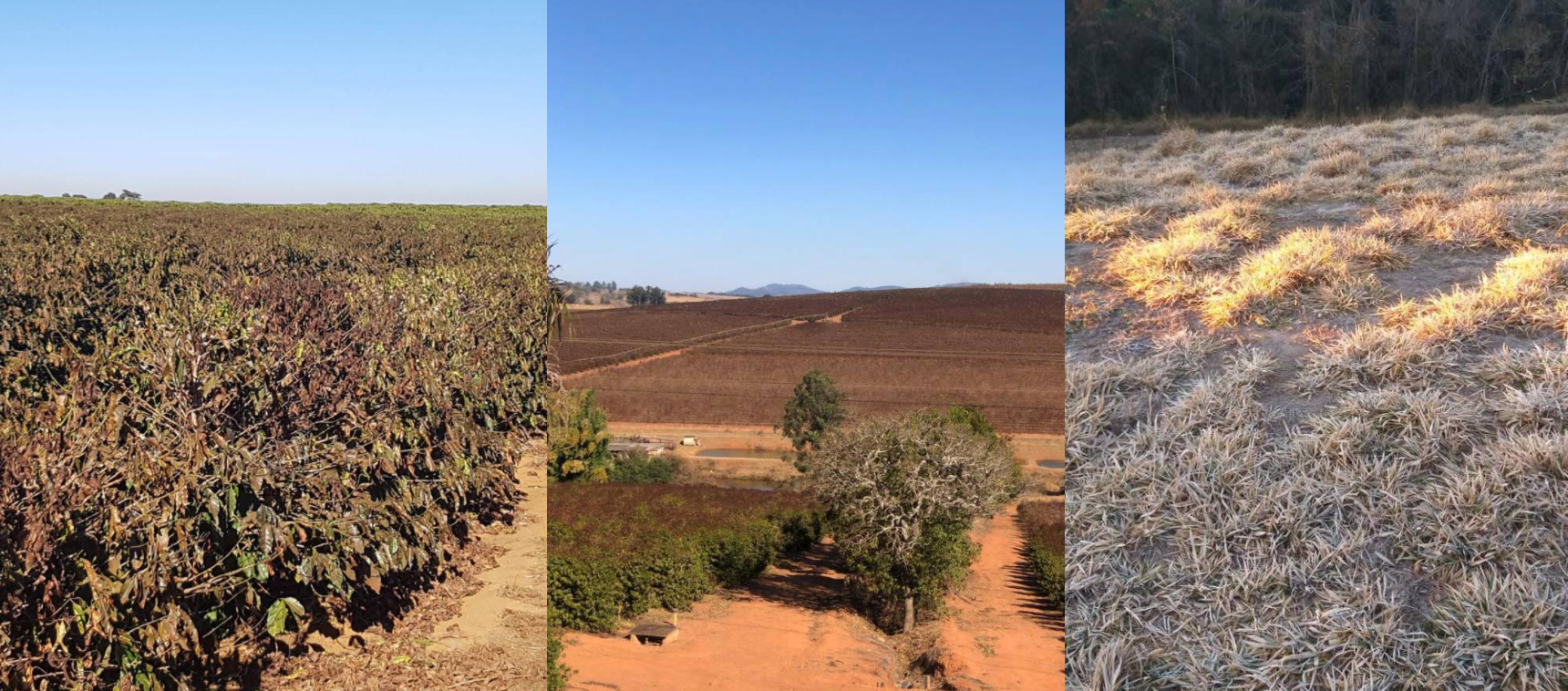 Frost Damages Brazilian Coffee Harvest